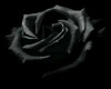 Black Rose Banner