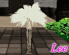 White Pampas Grass