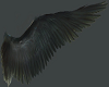 Male Black Wings