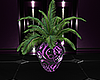 ♫T♪Purple Songes