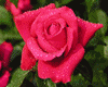 rosa de terciopelo