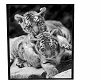 cute tiger cubs pic