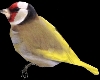 Yellow Animated Bird