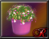 R1313 Valentine Plant
