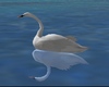 C* white swan /animated