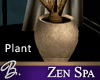 *B* Zen Spa Plant