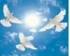 doves in the sky