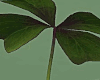 Clover Girl  Decor