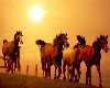 Horses Ride At Sunrise