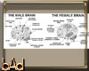 Anatomy Brain Chart