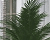 Fluffy Palm Plant 2023