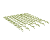 Celestial ivy