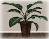 [Luv] Plant 1