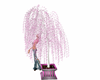 Pink Willow Tree