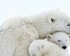 Polar Bear Cuddle Chair