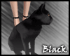 BLACK cat