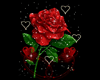 Rose & Hearts