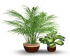 House/Patio Plants