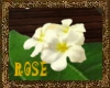 white flower rug@rose@