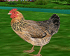 Animated Chicken