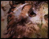 Owl Art Panel