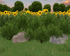Bushes and Rocks