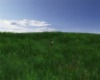 Simple Field(Image Soon)
