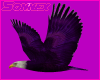 Eagle purple colors