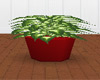 Large Plant in Red Pot