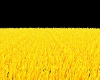 Yellow Sun Grass