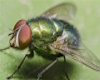 Green flies