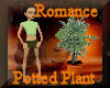 [my]Romance Plant in Pot