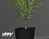 Modern Plant