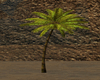 Cantera Palm Tree