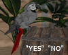 Red Tail Parrot YES NO