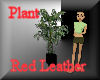 [my]Red Leather Plant