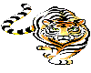 striped Tiger