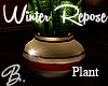 *B* Winter Repose Plant