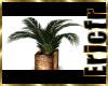 [Efr] Stony Palm Planter
