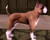 Boxer Dog,Nice