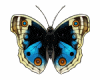 6v3| Blue Butterfly