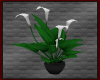 {A} White Lily