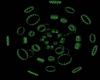 Green Spinners 