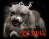 pit bull action/sound