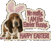 Easter Dog