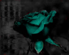 Teal Rose Picture !!