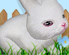 K| Rabbit cute