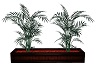 Plant with Poses
