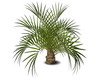 Arabic Palm Trees
