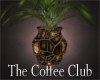 Coffee Club Plant